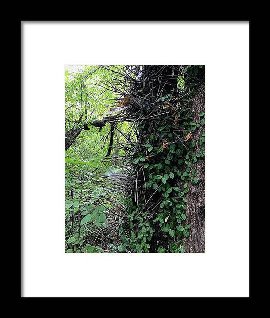 Thorn Trail - Framed Print