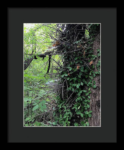 Thorn Trail - Framed Print