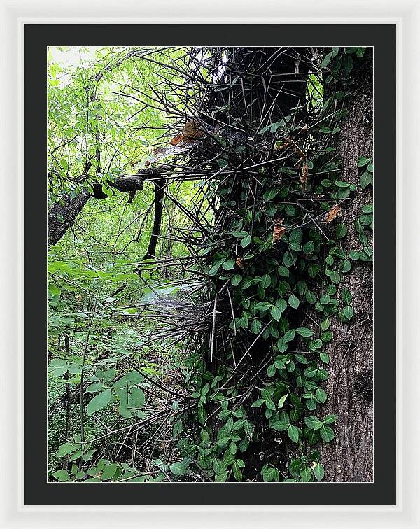 Thorn Trail - Framed Print