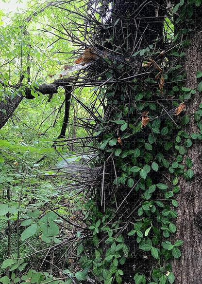 Thorn Trail - Puzzle