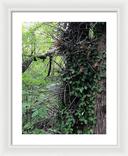 Thorn Trail - Framed Print