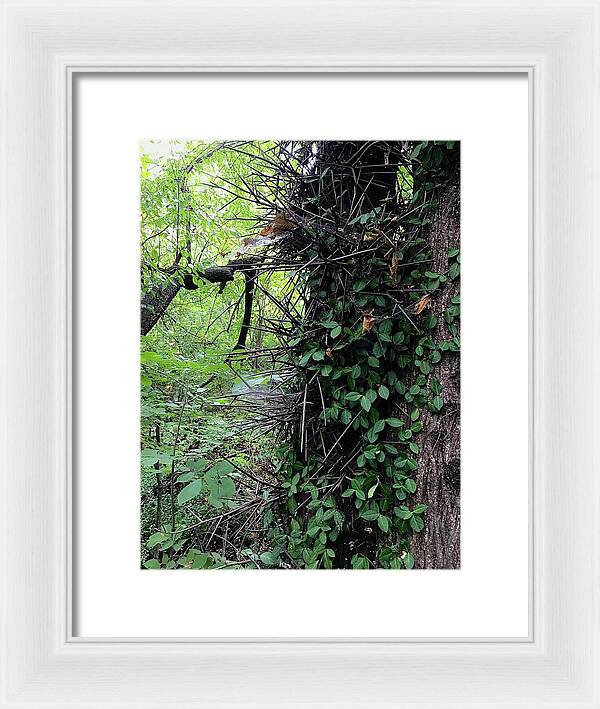Thorn Trail - Framed Print