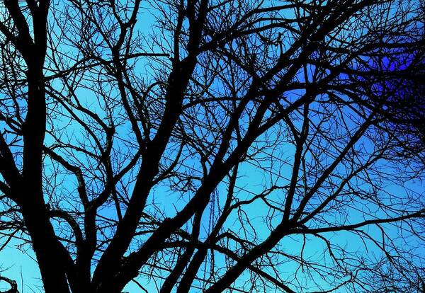 Winter Branch - Art Print