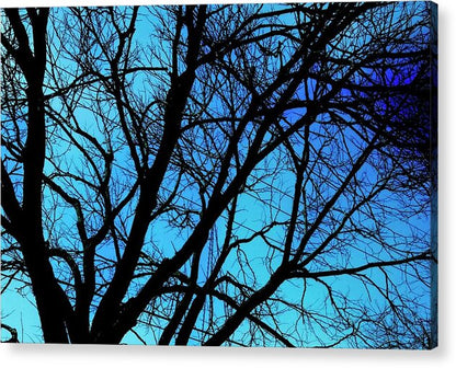 Winter Branch - Acrylic Print